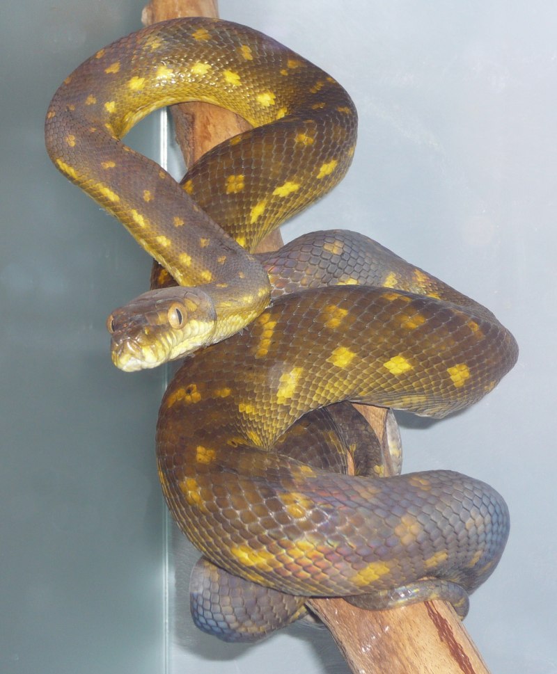 Morelia amethistina