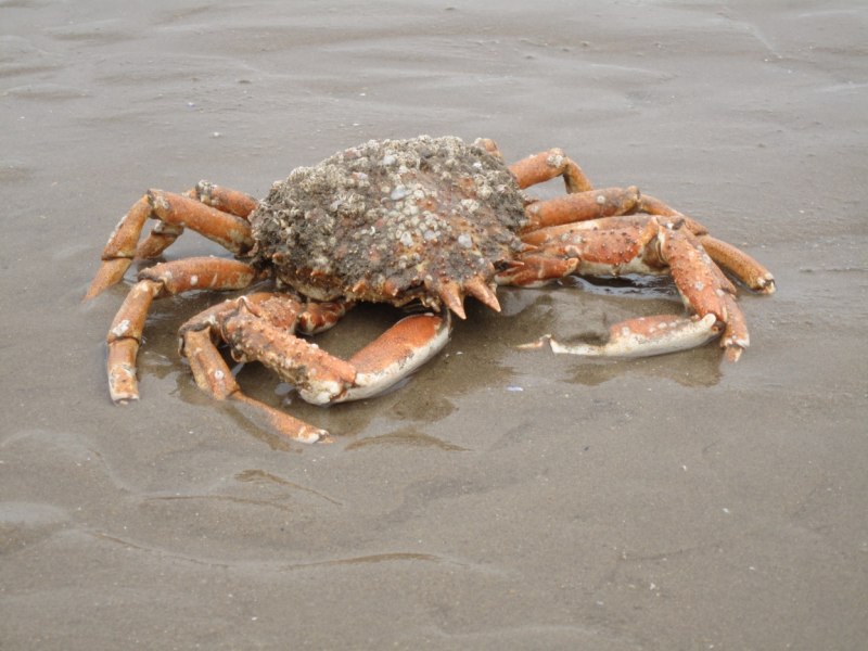 Морская раковина с крабом