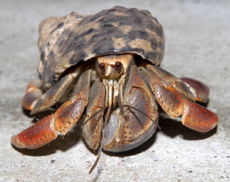 Крабы японского моря