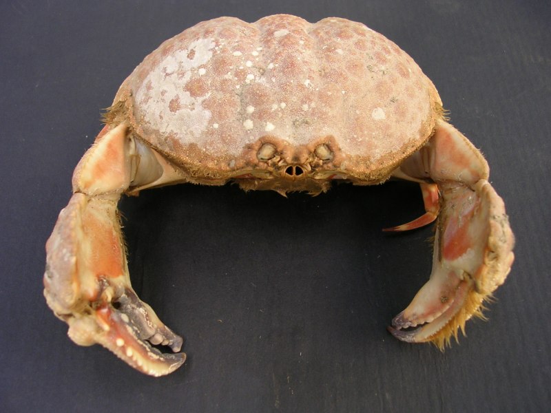 Крабы хэйкэгани