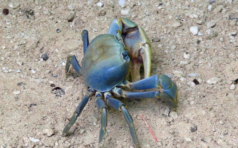 Морские Крабы отшельники