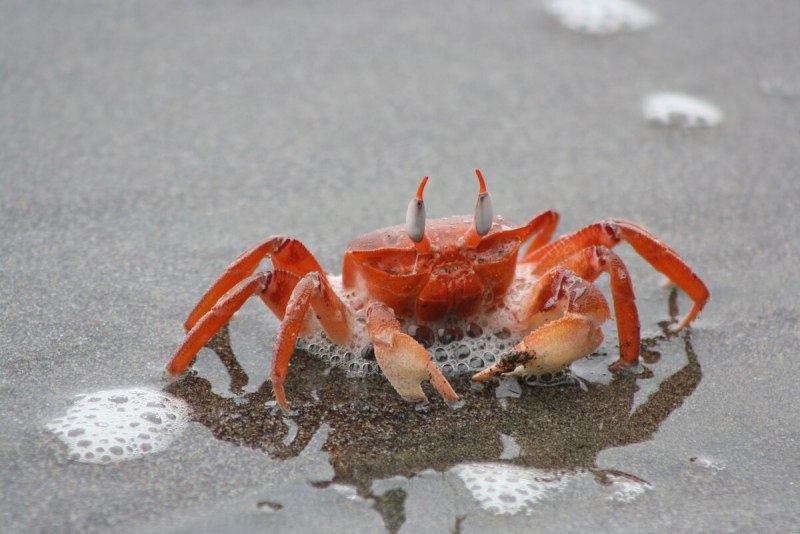 King Crab 100t