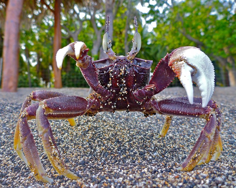 Краб и морской еж