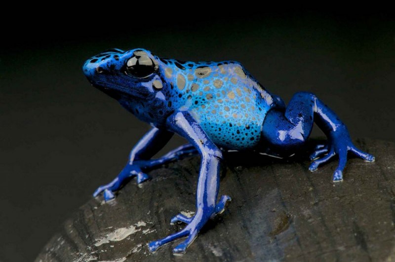 Голубой древолаз (dendrobates Azureus)