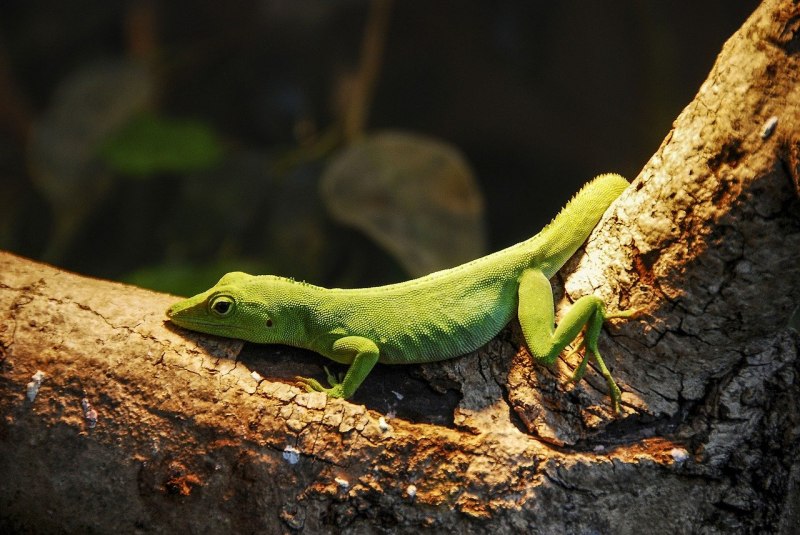 Зеленая жаба Bufo viridis