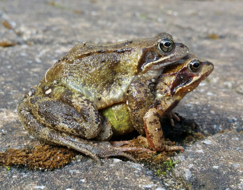 Lithobates catesbeianus