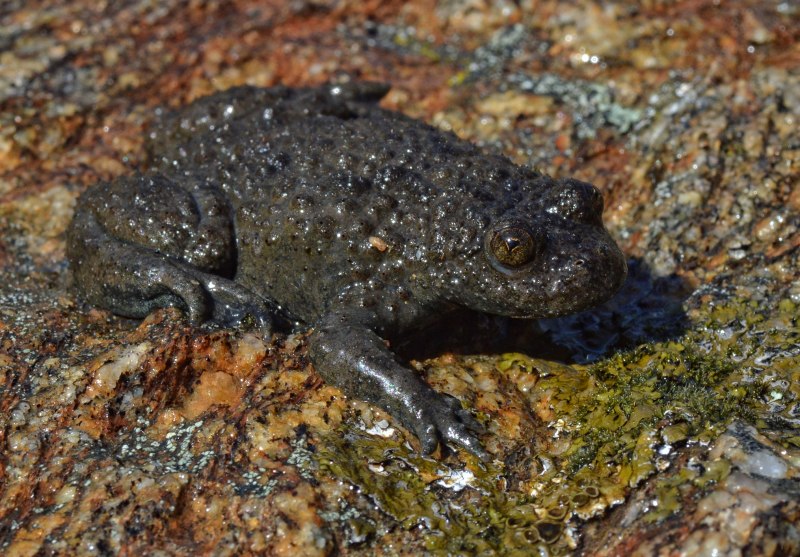 Bombina orientalis