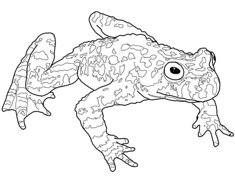 Полосатый листолаз phyllobates vittatus