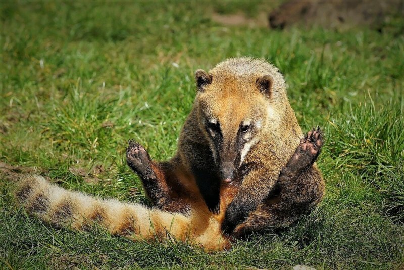 Носуха коати милый