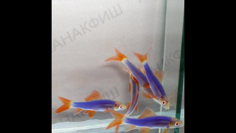 Лабео таиландский альбинос