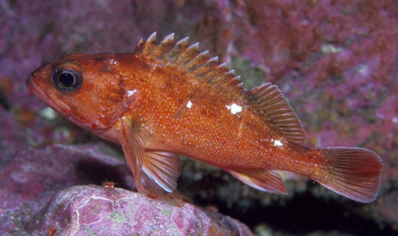 Gurnard рыба