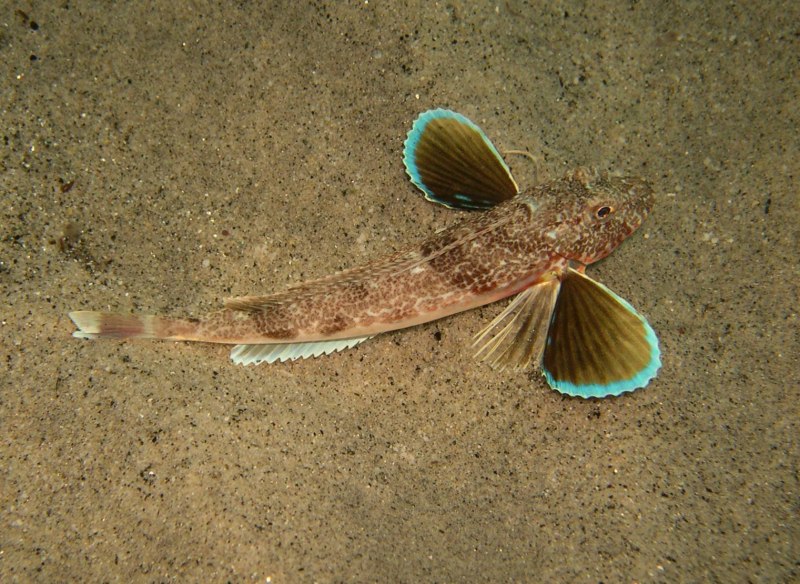Окунь морской клювач