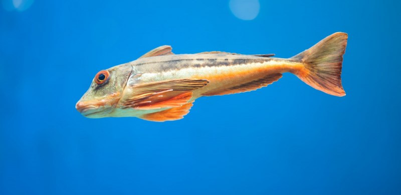 Longhorn Cowfish