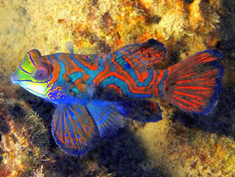 Gargariscus prionocephalus