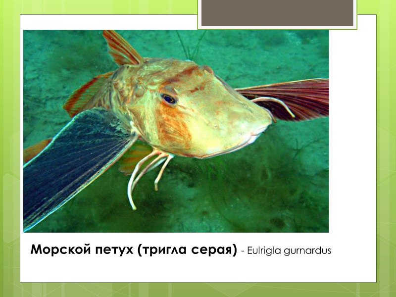 Бронированный морской Робин