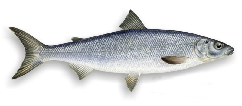 Coregonus clupeaformis рыба