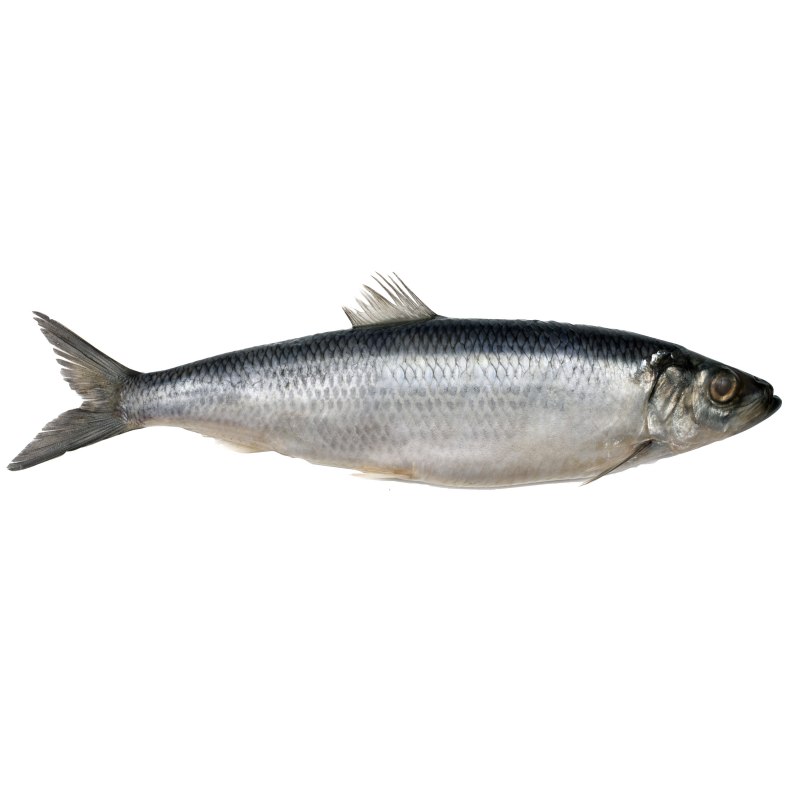 Сельдь Clupea pallasii