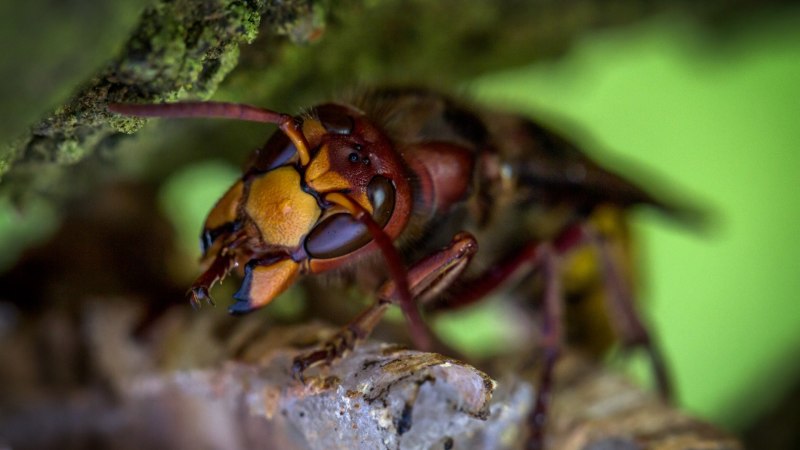 Vespa mandarinia Шершень