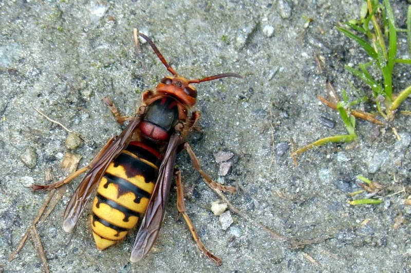 Vespa mandarinia Шершень