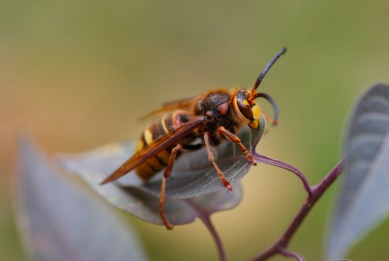 Vespa mandarinia Шершень