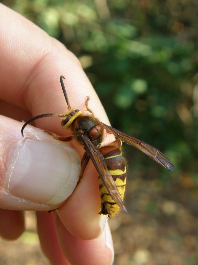 Vespa mandarinia Шершень