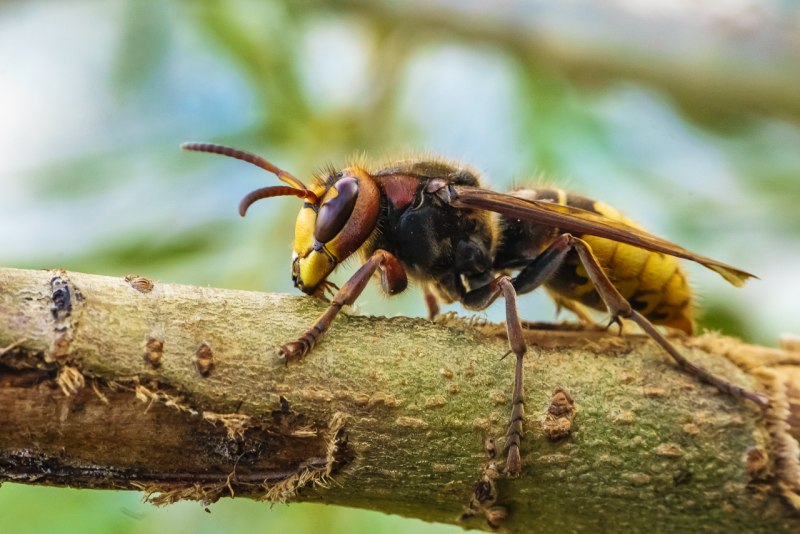 Шершень обыкновенный Vespa crabro