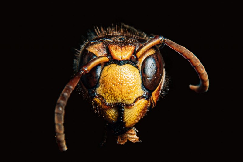 Vespa mandarinia Шершень