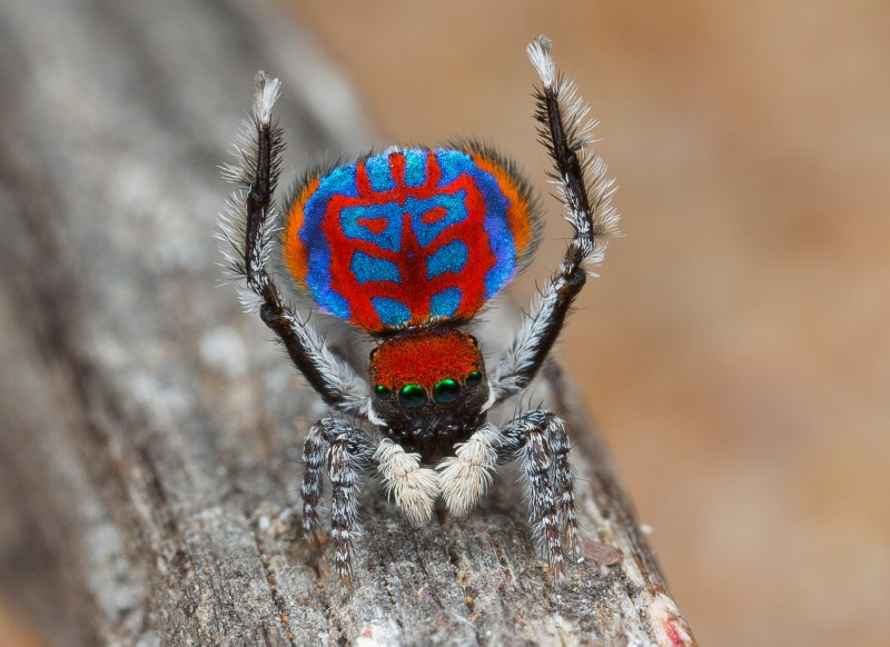 Паук-Павлин (Maratus volans)