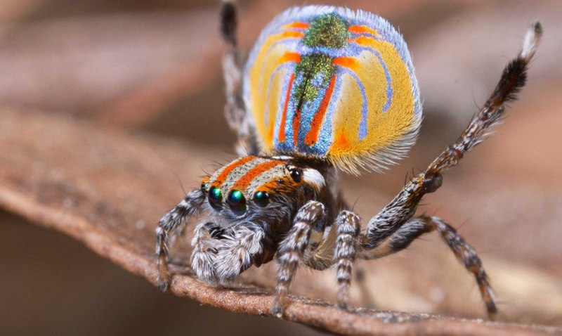 Паук Maratus volans