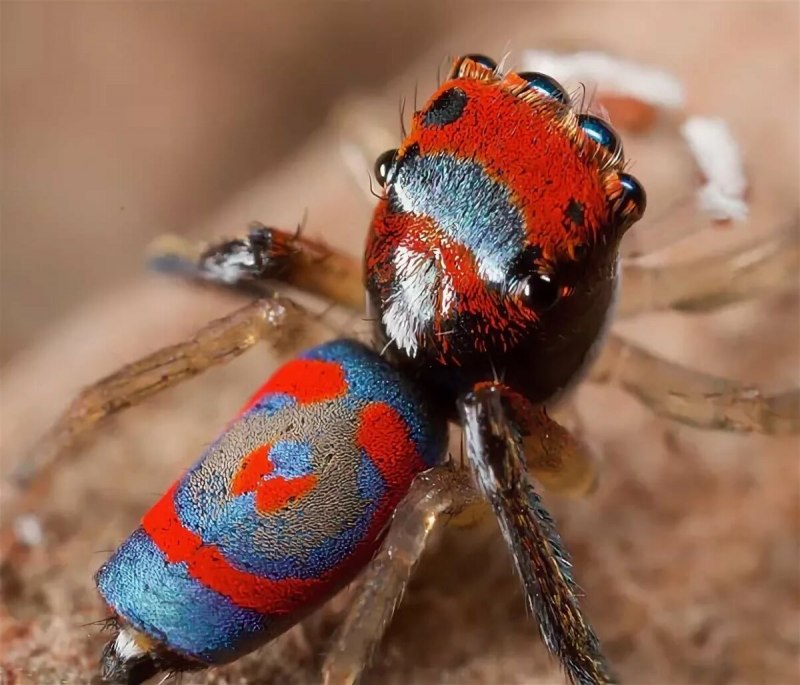 Паук Maratus speciosus