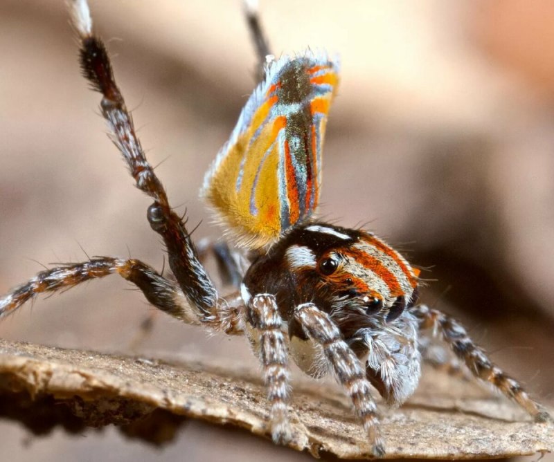 Паук Maratus volans