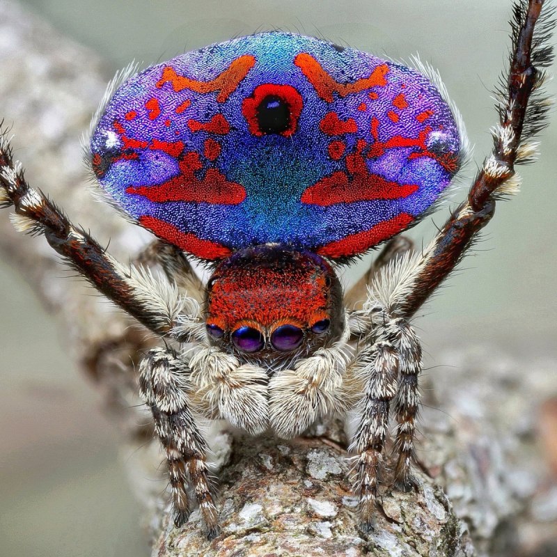 Паук Maratus volans