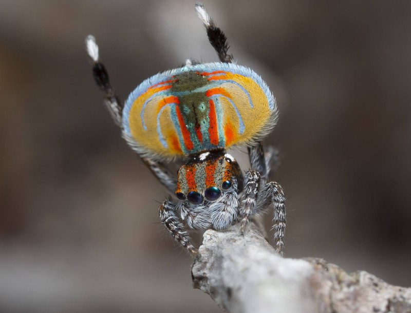 Паук-Павлин (Maratus volans)