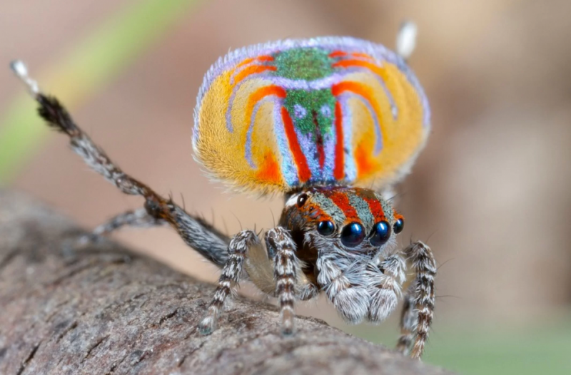 Паук Maratus speciosus