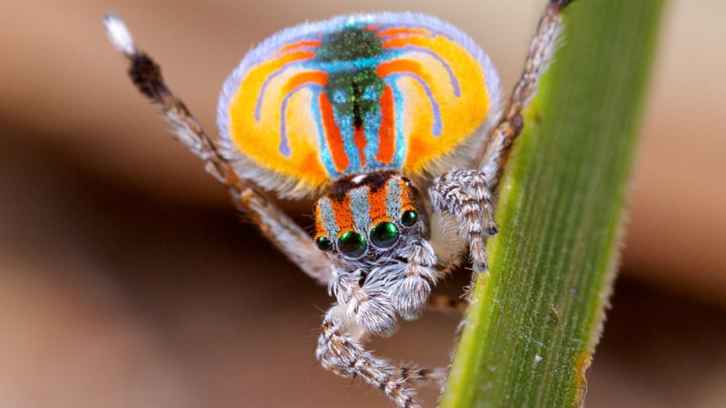 Паук Maratus speciosus
