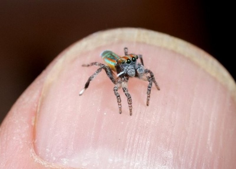 Паук-Павлин (Maratus volans)