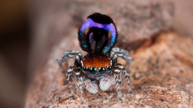 Паук-Павлин (Maratus volans)
