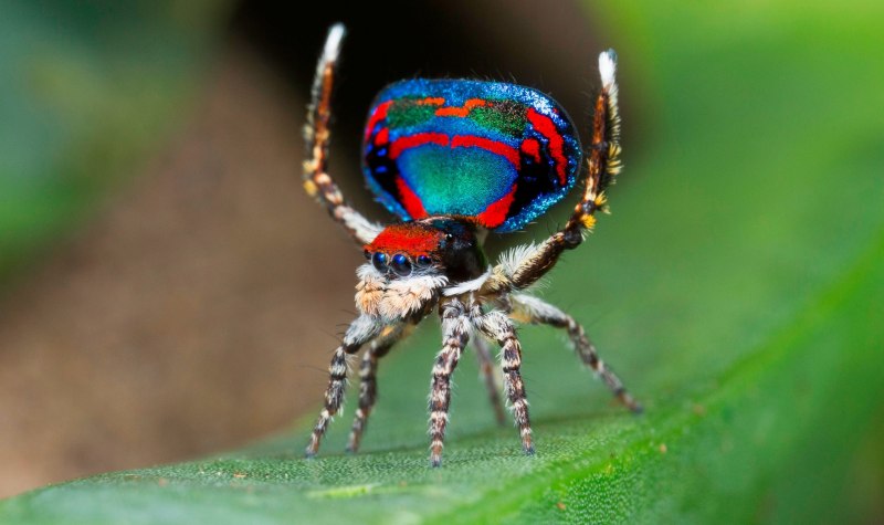 Паук-Павлин (Maratus volans)
