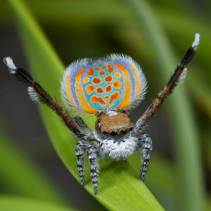 Паук-Павлин (Maratus volans)