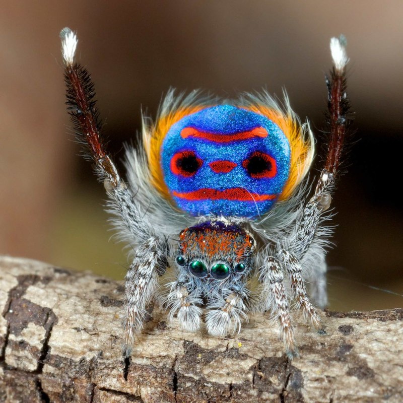 Паук-Павлин (Maratus volans)