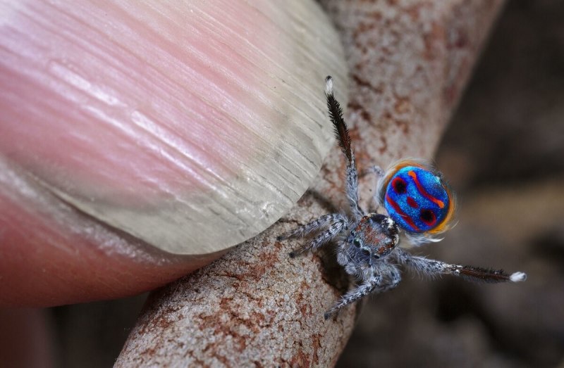 Паук Maratus volans с самкой