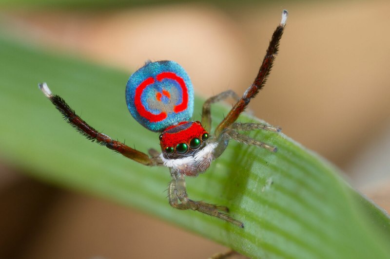 Паук-Павлин Maratus