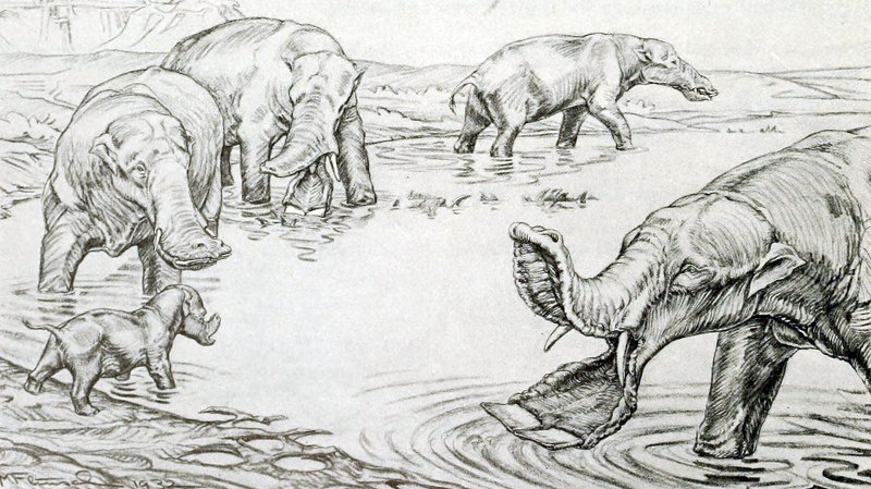Stegotetrabelodon syrticus