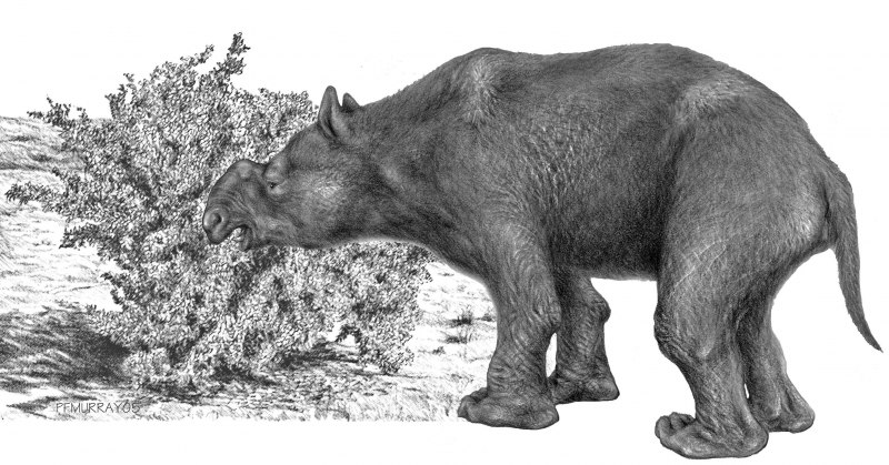 Меритерий (Moeritherium)