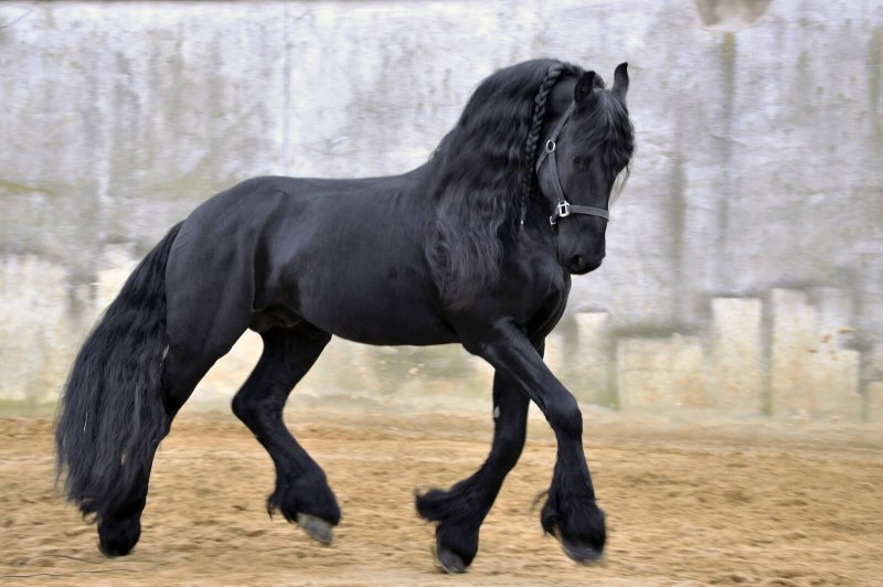 Фризская спортивная лошадь (59 фото)