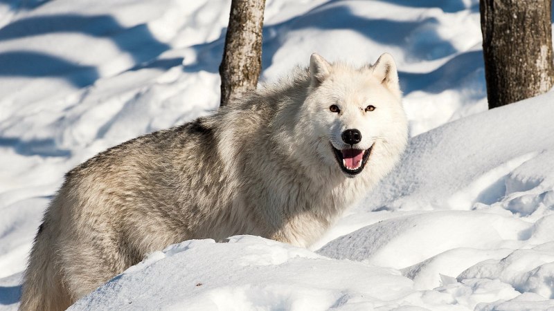 Canis Lupus tundrarum