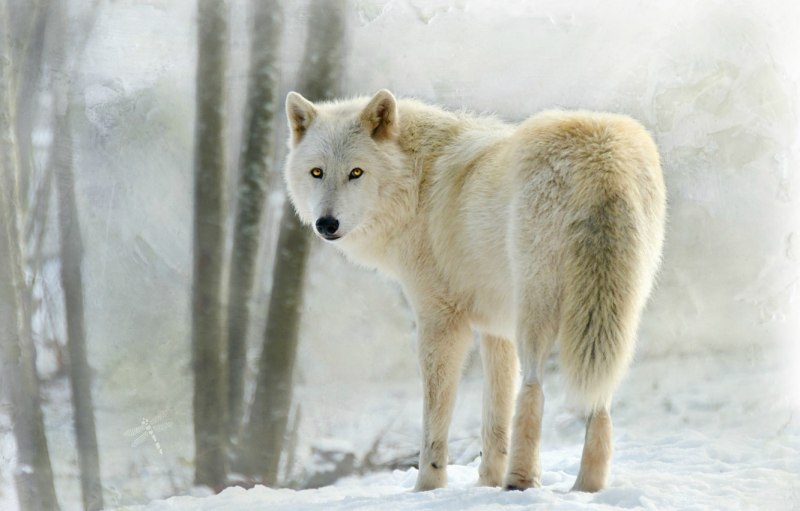 Canis Lupus arctos