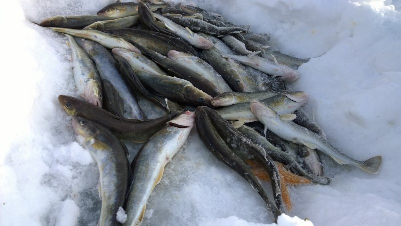 Морская малоротая корюшка