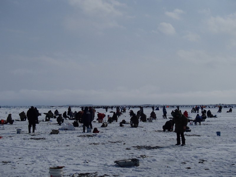 Корюшка Рыбинское водохранилище