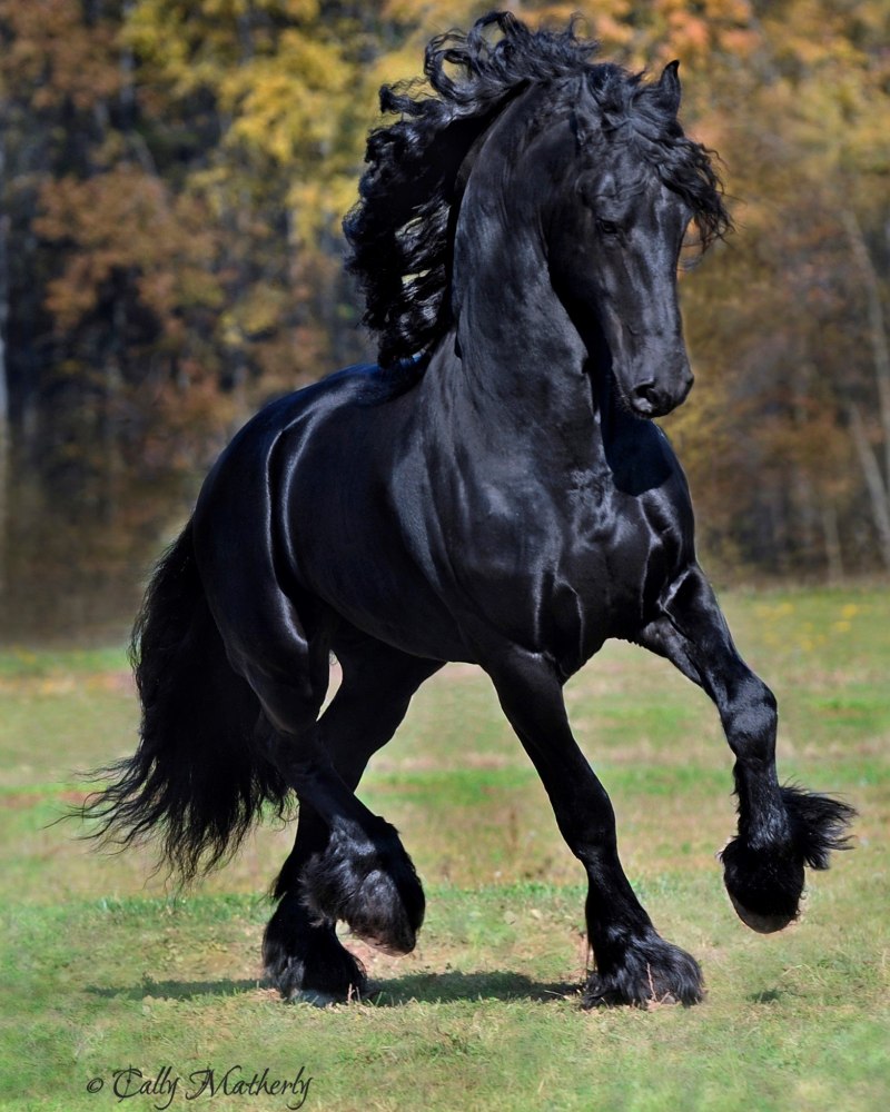 Фризская лошадь черный вороной (58 фото)